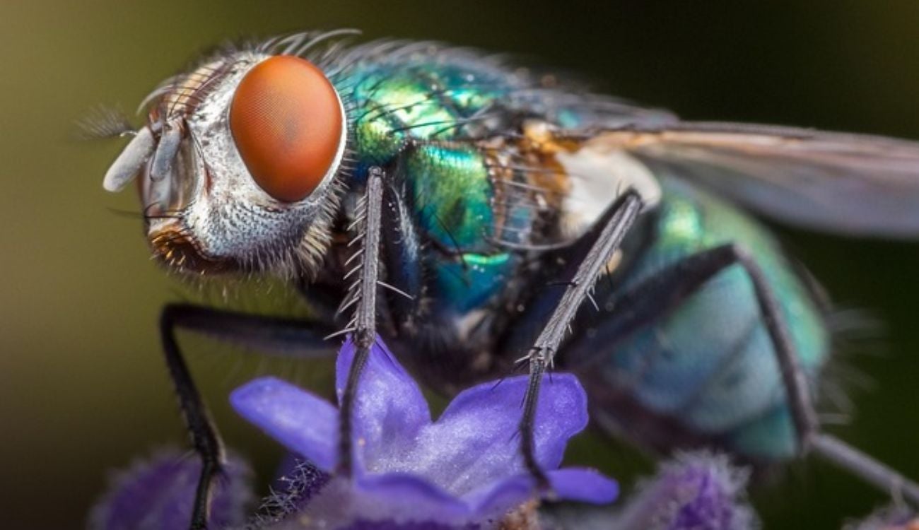 Qué significa encontrar moscas grandes en casa: significado espiritual