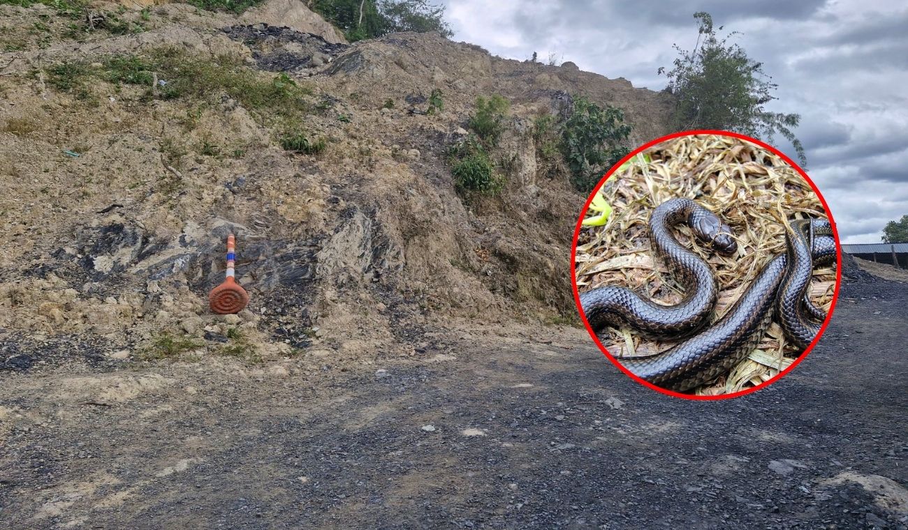 Culebra de pantano aparece en operativo contra minería ilegal en Nemocón, Cundinamarca