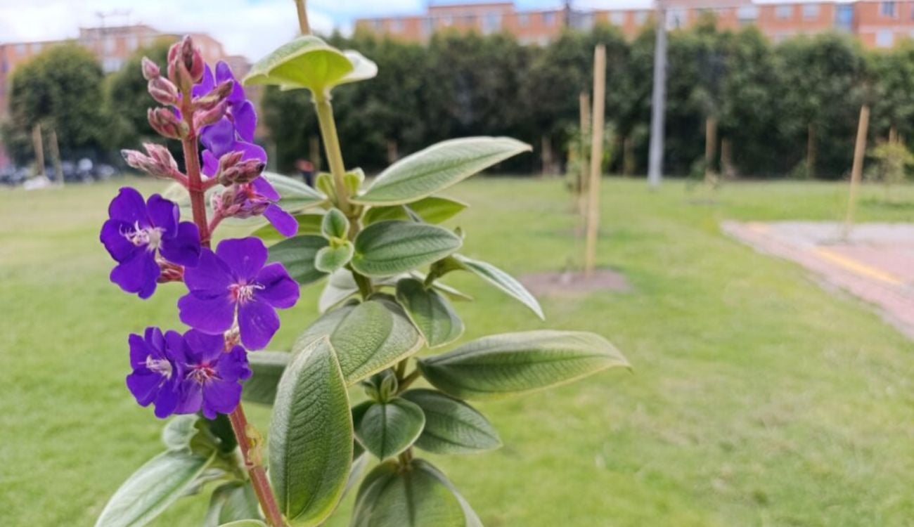 Colegio de Bosa estrena 156 nuevos árboles: estudiantes son sus guardianes