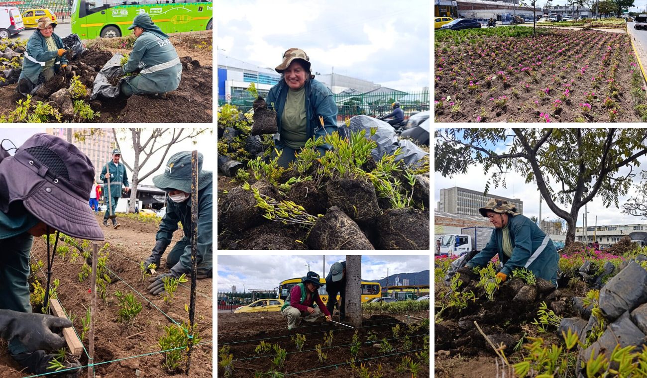 Paloquemao luce distinto: avanzan obras en las jardineras del sector