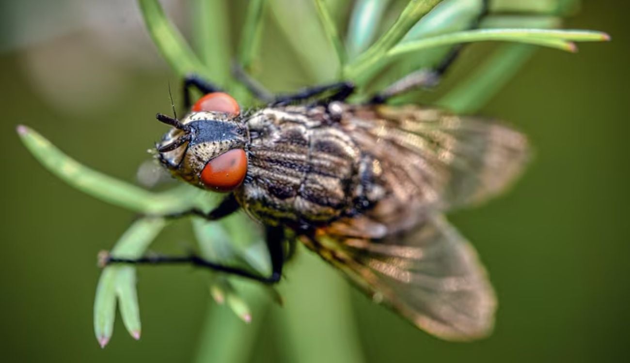 Qué significa encontrar moscas grandes en casa: significado espiritual