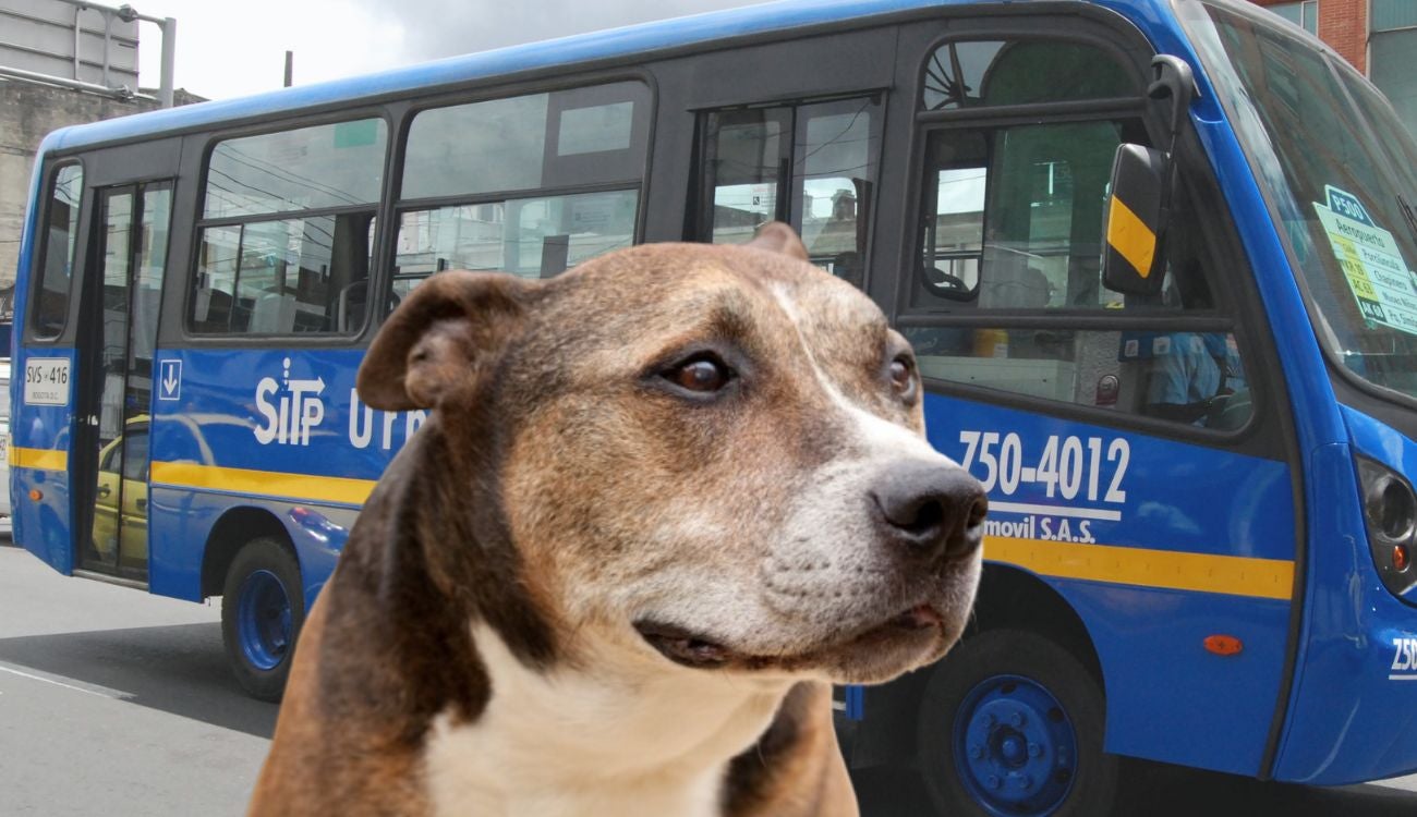 Conductor del SITP ayudó a un perrito perdido a volver con su familia (imagen de referencia)