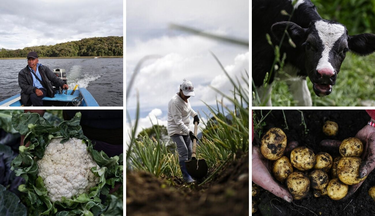 El enemigo silencioso que devora la tierra y golpea duro a los campesinos