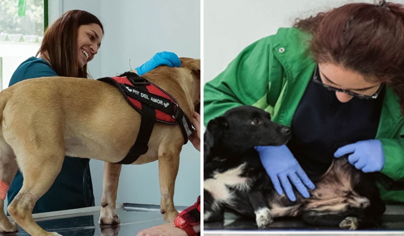 Bogotá lanza Televet: consulta veterinaria gratis sin salir de casa