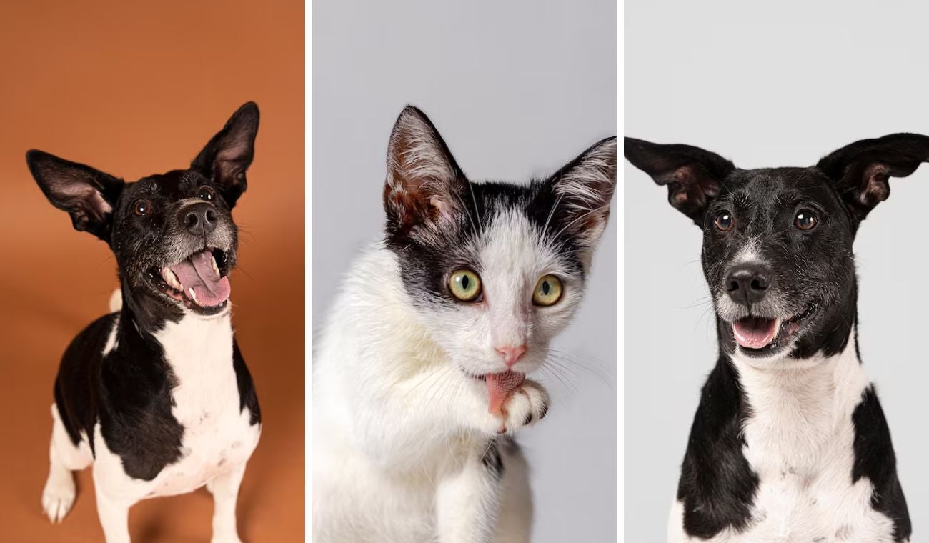 Bogotá lanza Televet: consulta veterinaria gratis sin salir de casa