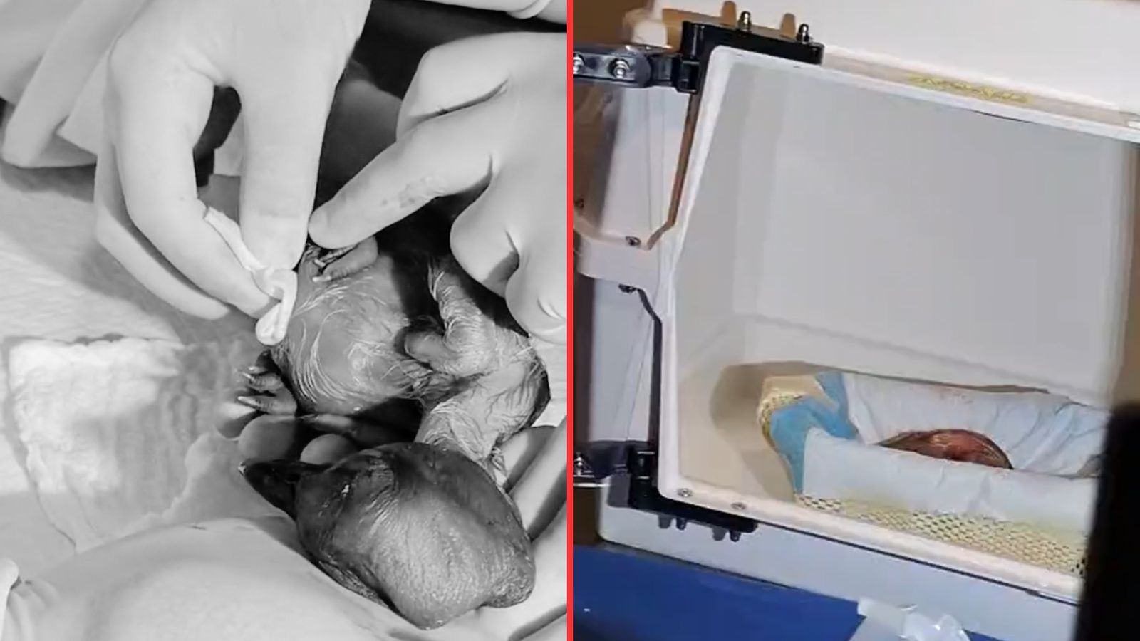 Nació un nuevo cóndor en el Parque Jaime Duque