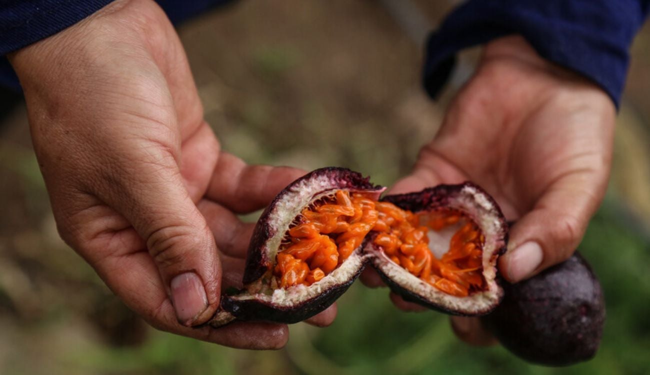 Precios en Corabastos hoy 2 de octubre de 2025: alimentos que más bajaron este jueves