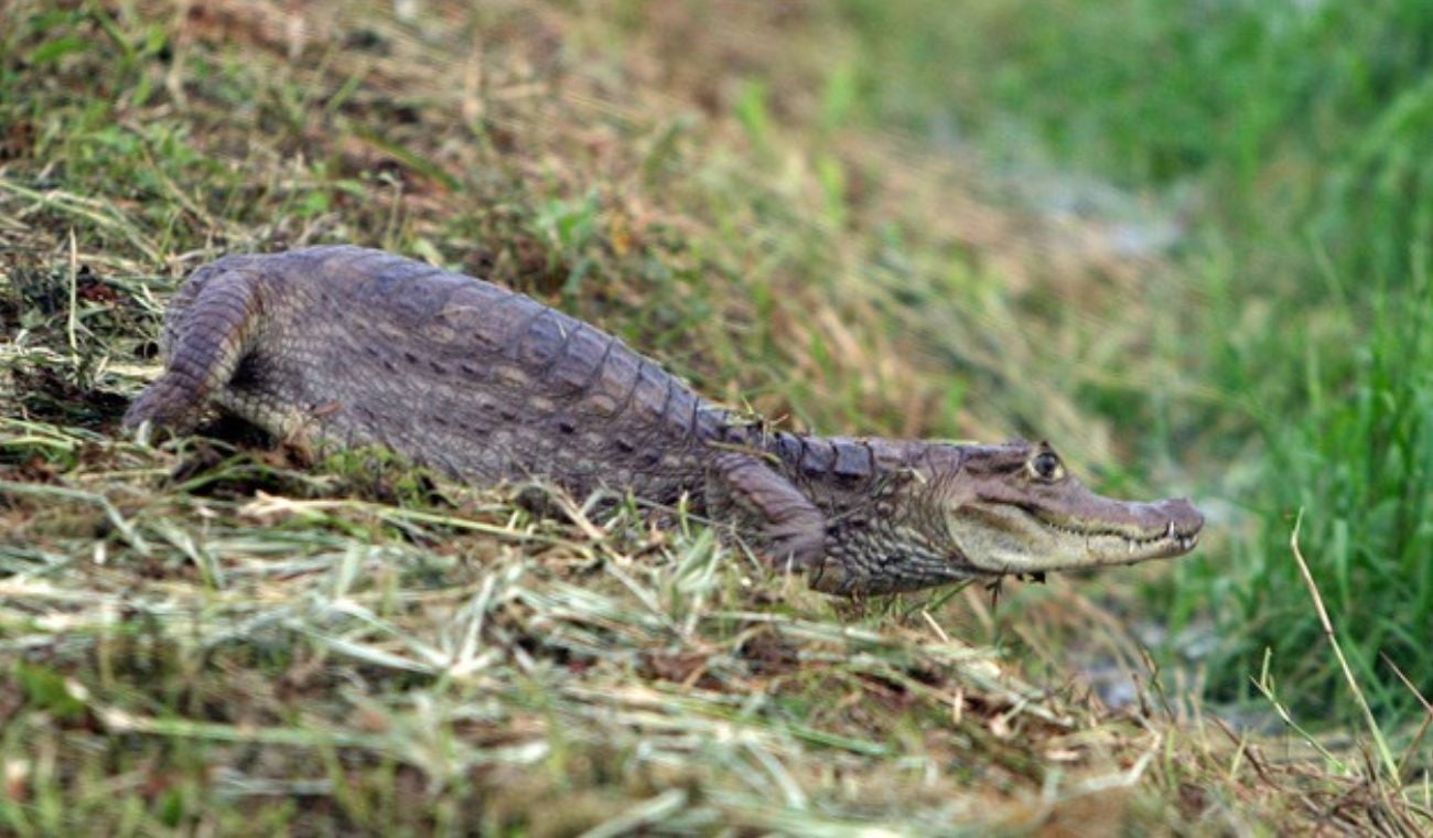 Babilla en su hábitat natural