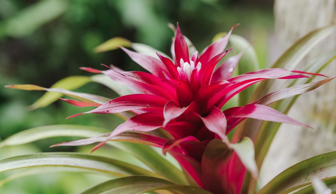 Bogotá se llena de color con la IV Exposición de Bromelias en el Jardín Botánico