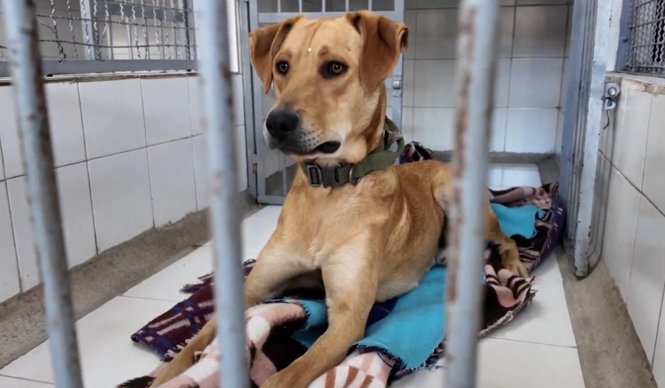 Colegio en Bogotá da ejemplo crea hogar de paso pa perros y gatos abanados