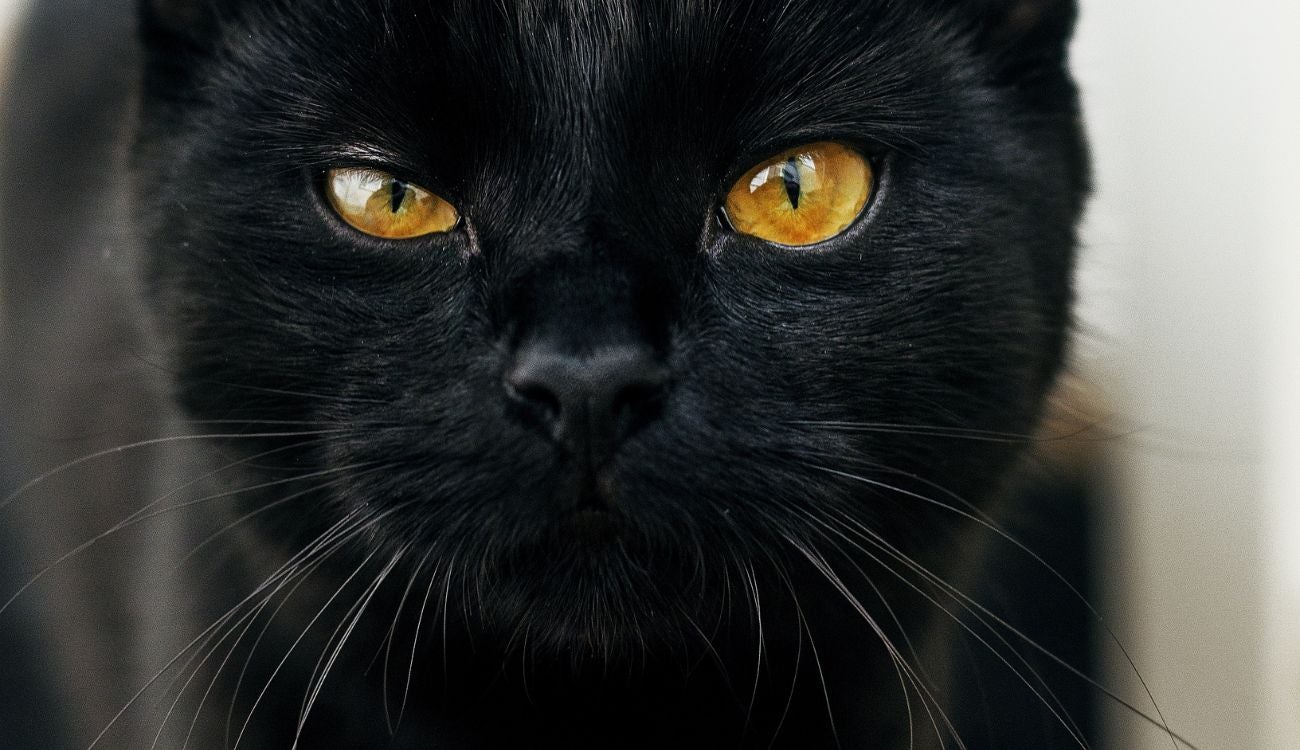 Octubre, el mes más peligroso para los gatos negros: evite tragedias
