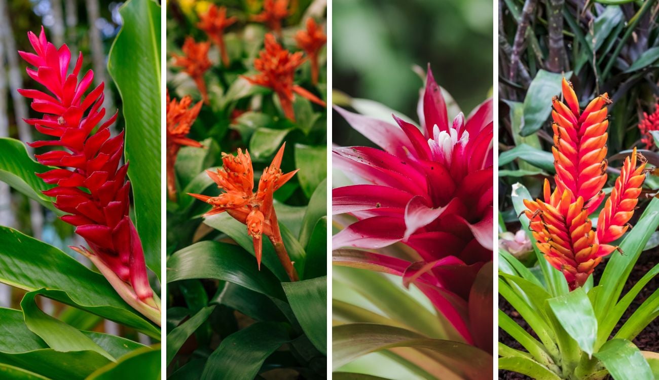 Bogotá se llena de color con la IV Exposición de Bromelias en el Jardín Botánico