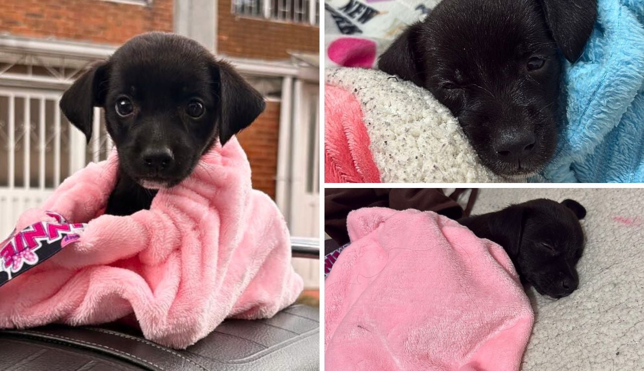 Fundación en Sibaté bajo la lupa: denuncian entrega de animales enfermos