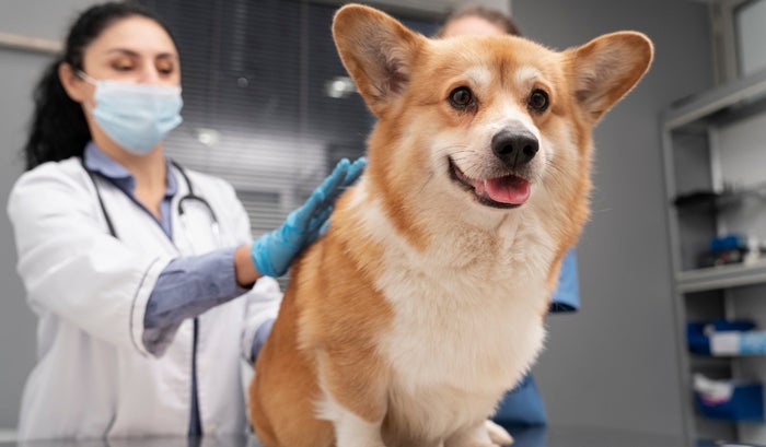 Jornada de vacunación gratuita contra la rabia