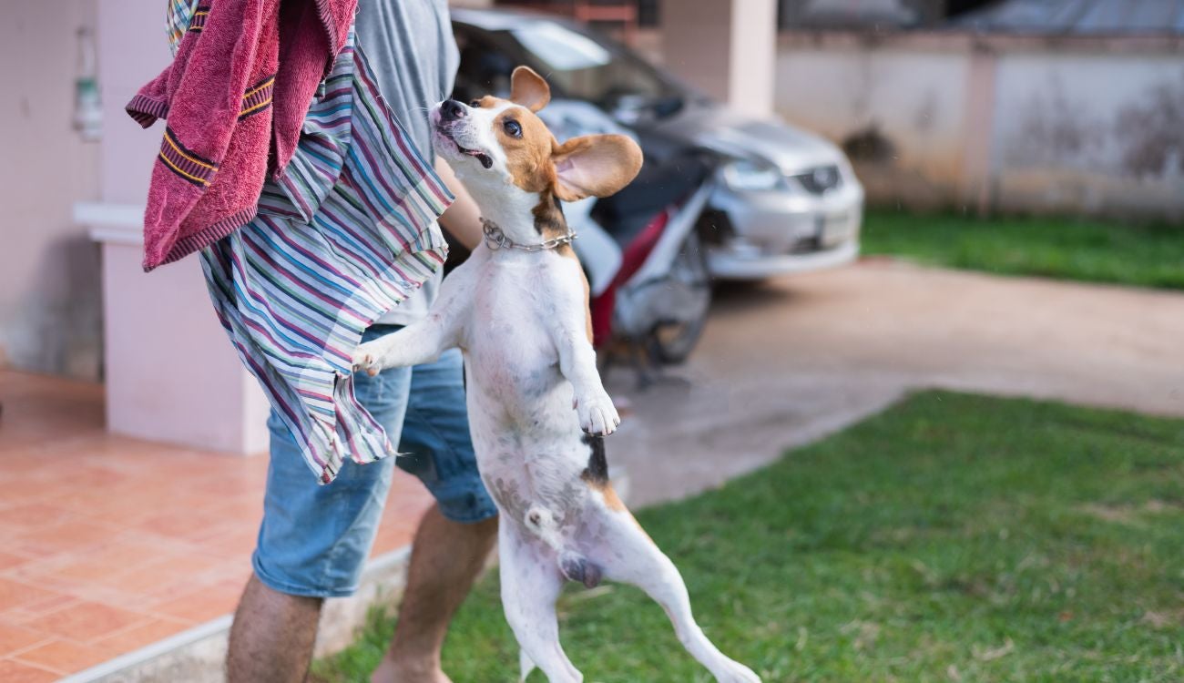 Bogotá lanza campaña ‘La Cagada es No Recoger’ para dueños de mascotas