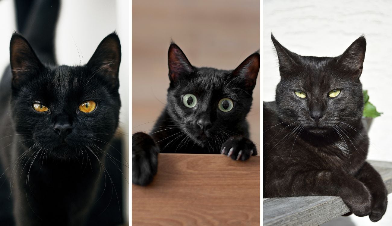 Octubre, el mes más peligroso para los gatos negros: evite tragedias