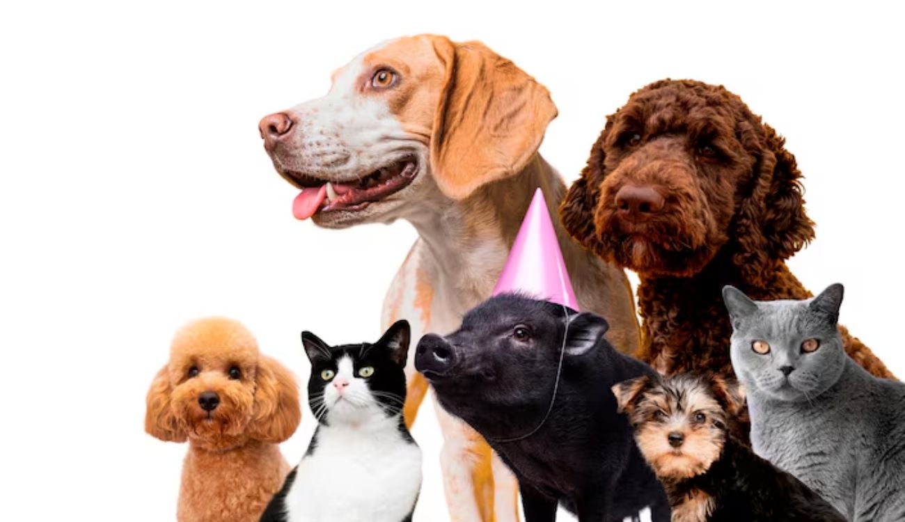 Perros y gatos serán protagonistas con la semana de protección y bienestar Animal