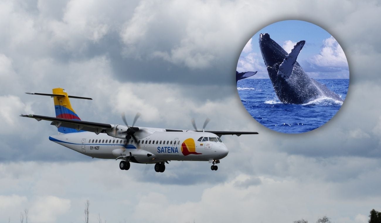 Ruta aérea para ver ballenas en el pacífico