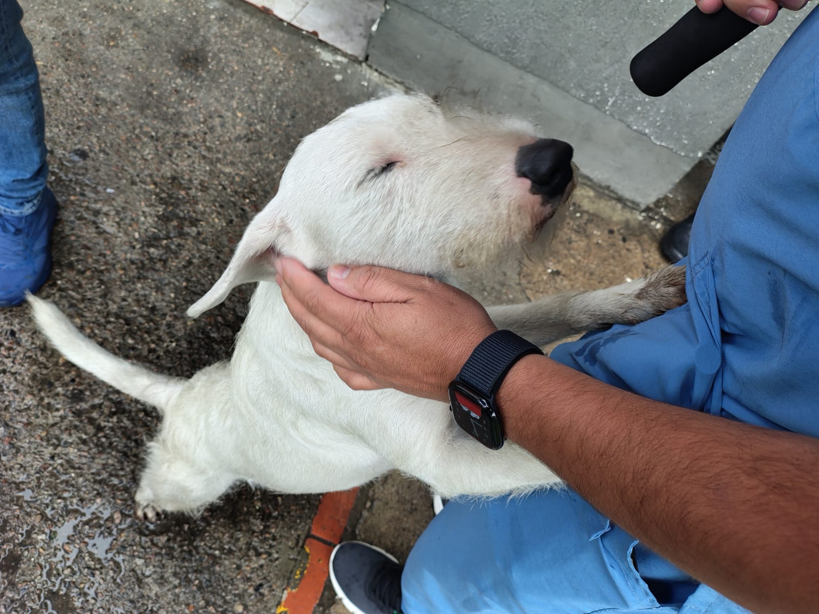 Perritos en la estación de Policía de Kennedy