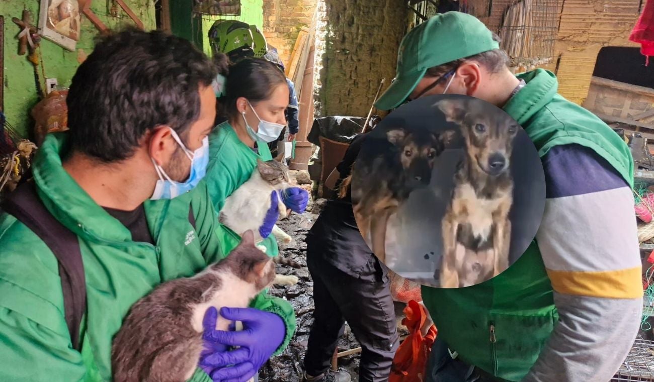 Rescatan animales abandonados