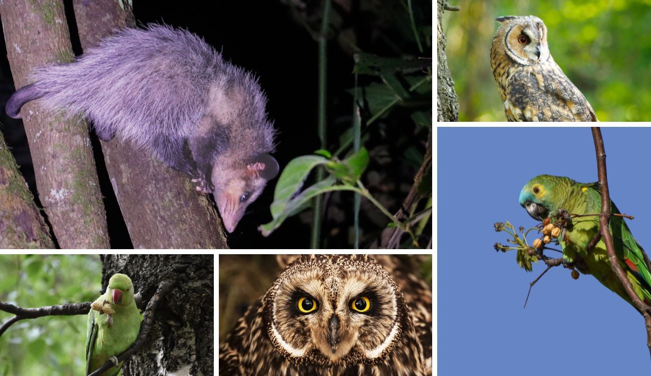 CAR libera 32 animales silvestres en Cundinamarca tras su recuperación