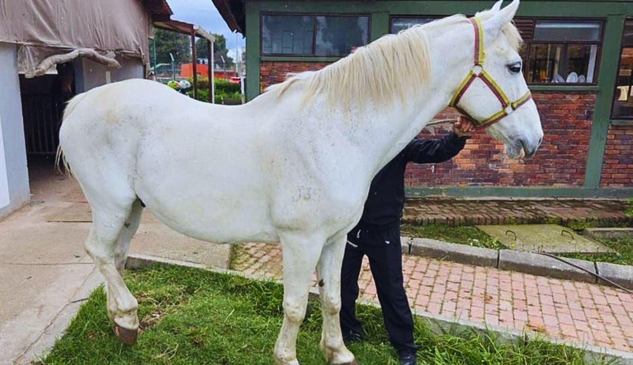 Héroes de 4 patas terminan su servicio y alegran a hogares adoptantes