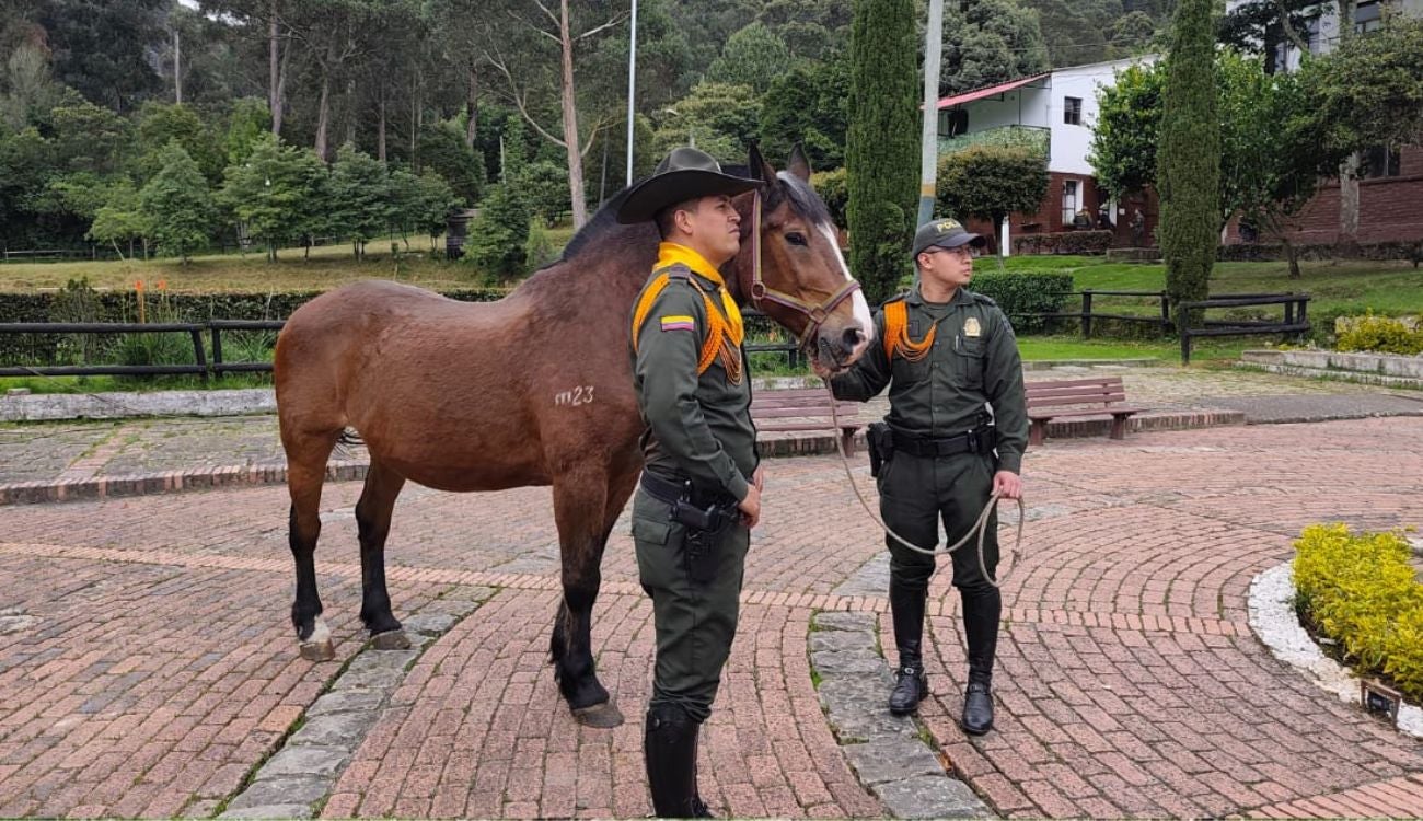 Héroes de 4 patas terminan su servicio y alegran a hogares adoptantes