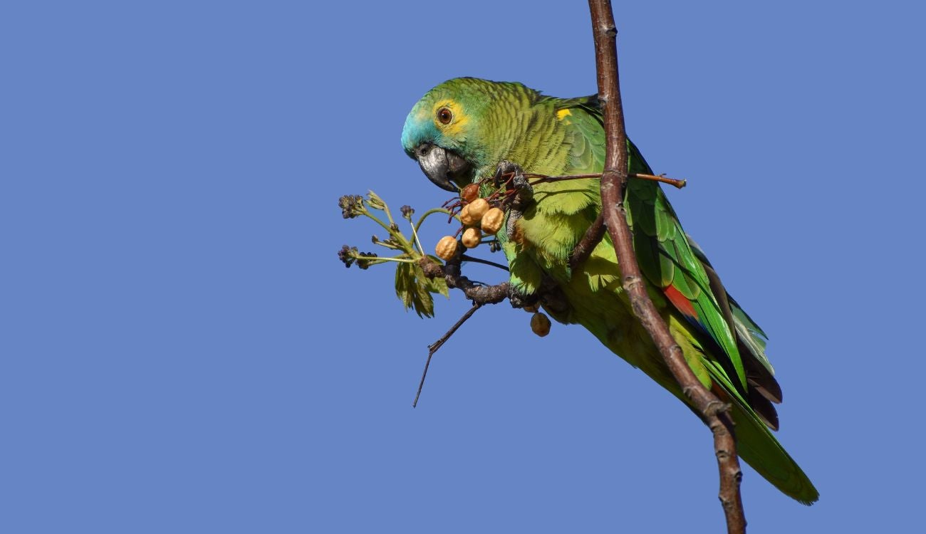 CAR libera 32 animales silvestres en Cundinamarca tras su recuperación