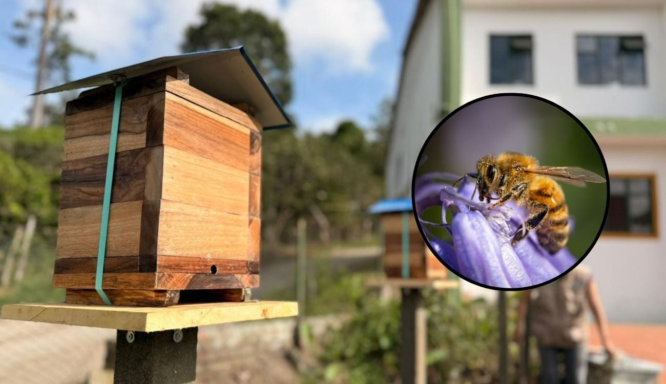 Abejas felices y seguras: Cundinamarca abre 11 hoteles para conservarlas