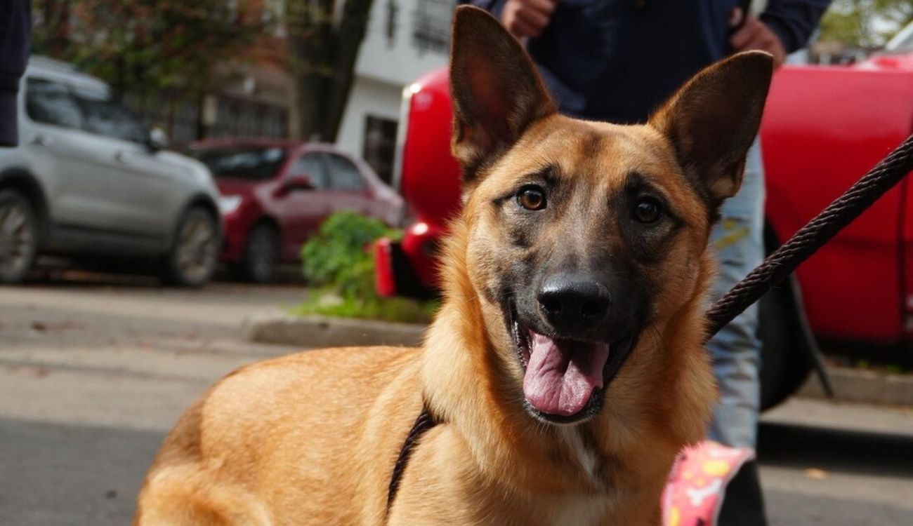 Animales atropellados: cifras, causas y nueva estrategia de prevención