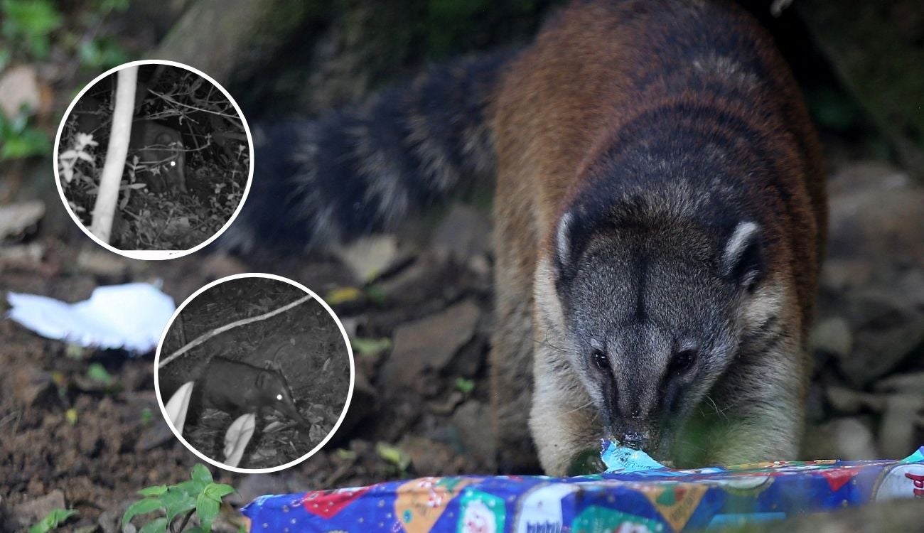 Cusumbo se paseó por el norte de Bogotá y dejó a todos con la boca abierta