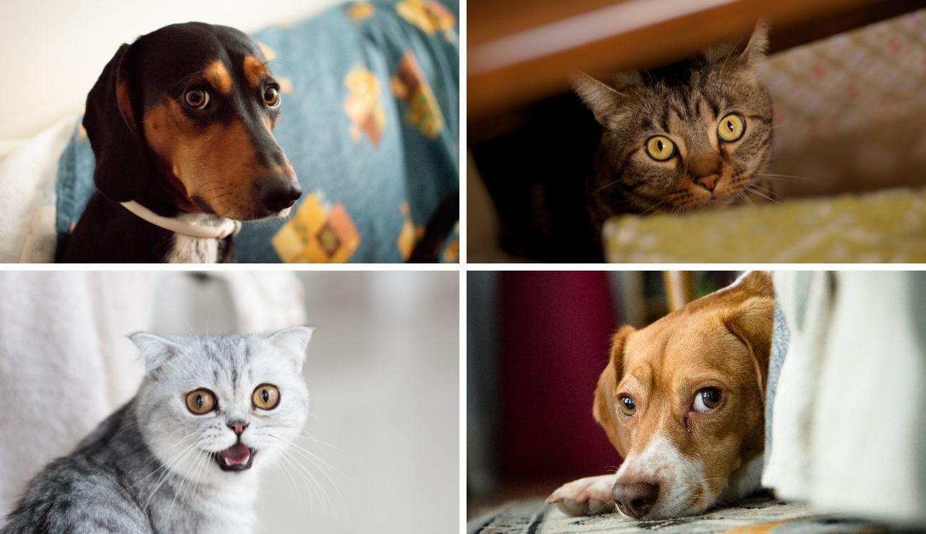 Cuidado con la pólvora en Navidad, su mascota podría sufrir un infarto