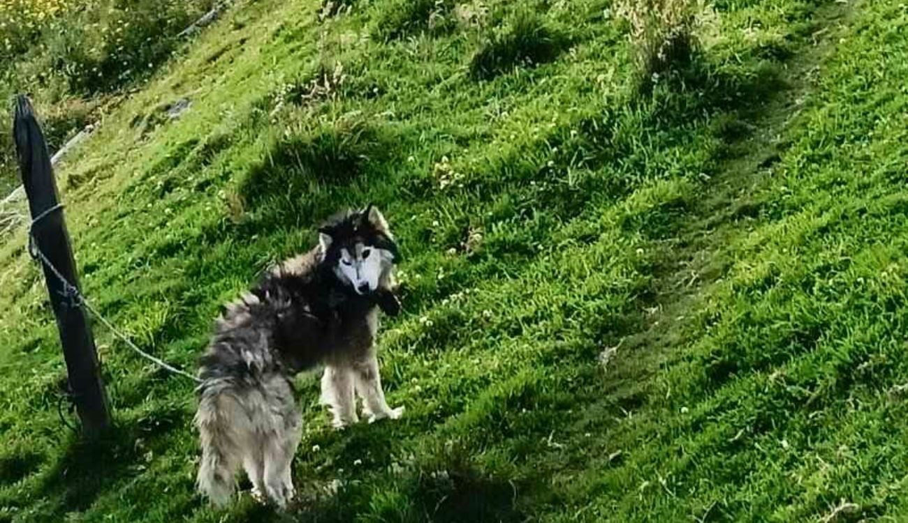 Desmantelan criadero ilegal en el sur de Bogotá: varios animales rescatados