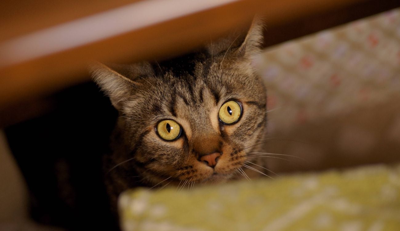 Cuidado con la pólvora en Navidad, su mascota podría sufrir un infarto