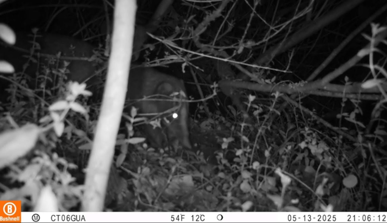 Cusumbo se paseó por el norte de Bogotá y dejó a todos con la boca abierta