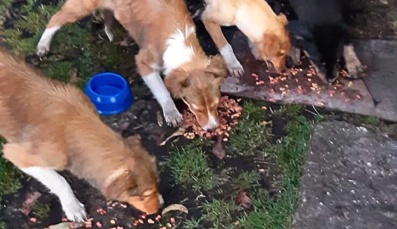 Rescatista denuncia crisis de perros en el Embalse del Neusa.