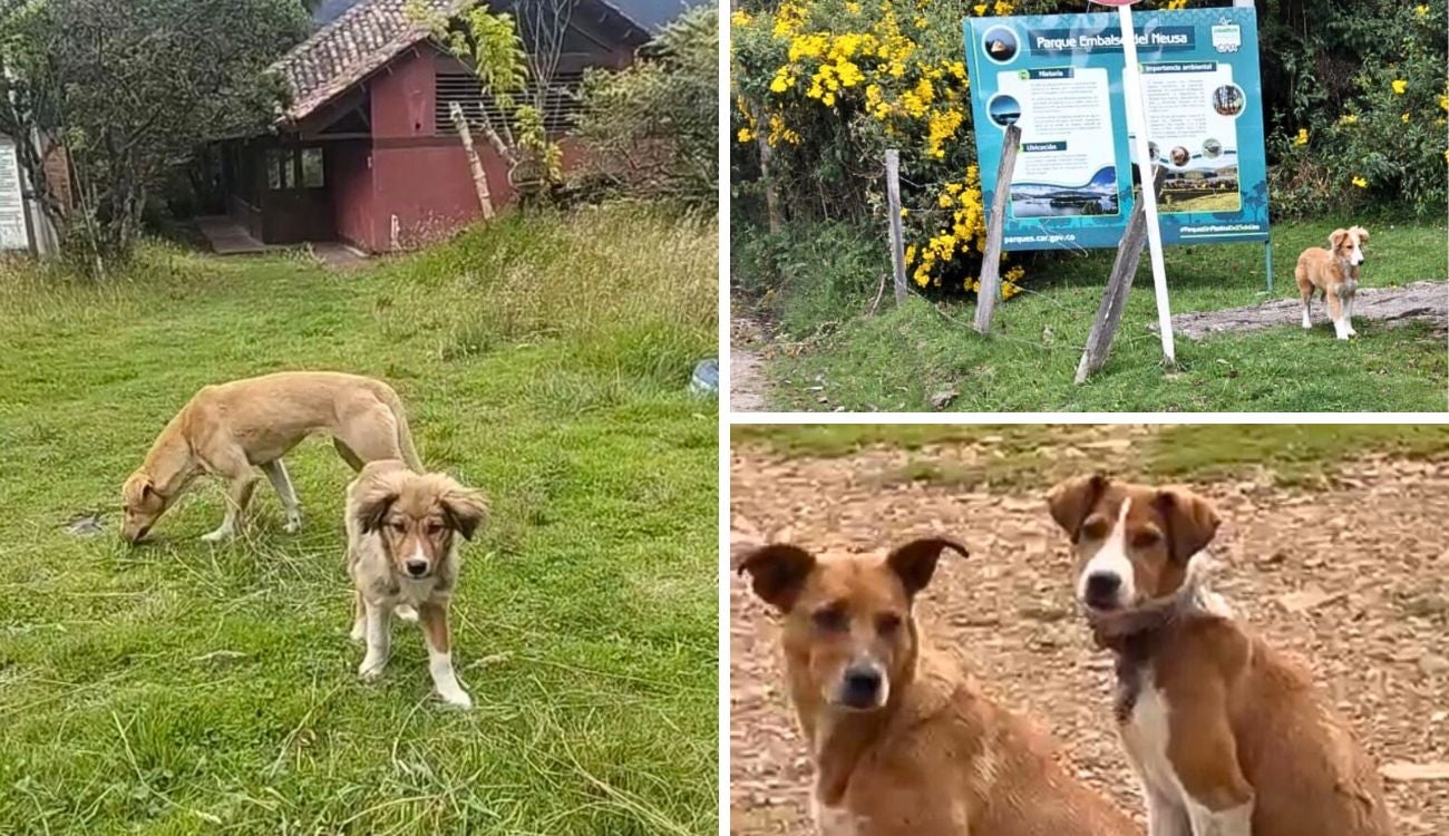 Rescatista alerta por aumento de perros ferales en el Embalse del Neusa