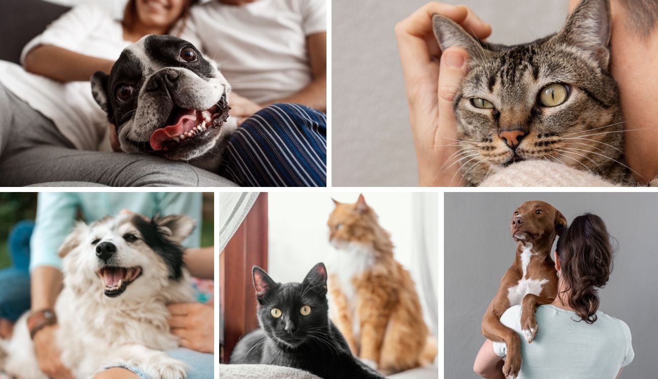 Esterilizaciones gratis en Bogotá: el regalo perfecto para su peludo