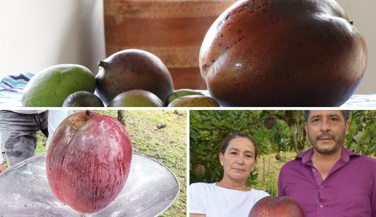 Pueblo de Boyacá rompió récord Guinness con el mango más grande del mundo