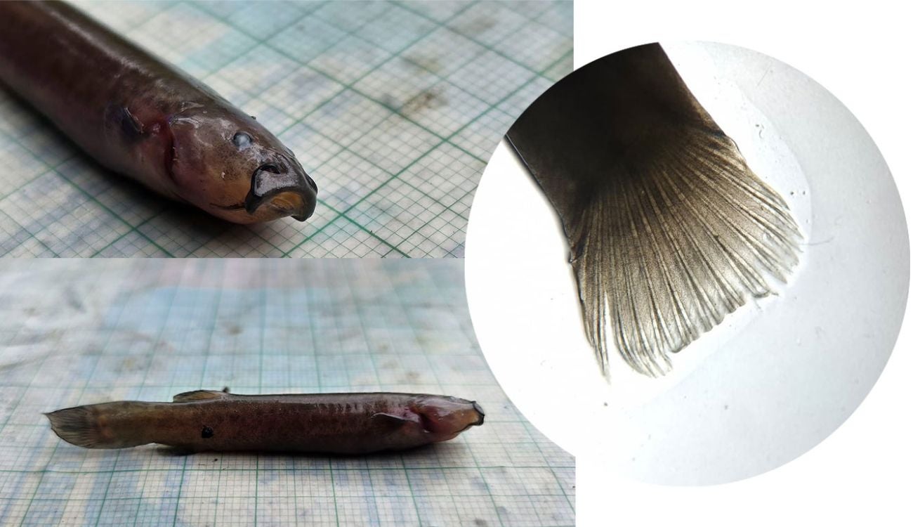 Aparece pez capitán de la sabana en Bogotá por primera vez