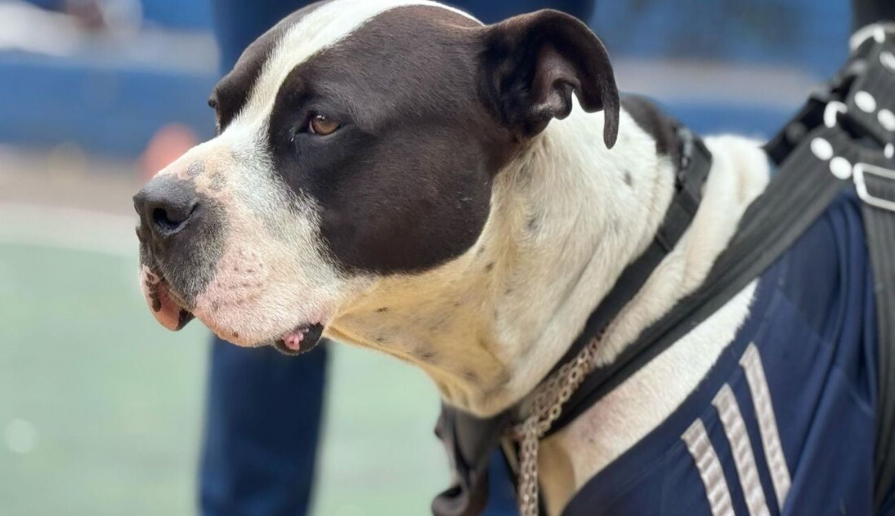 Animales atropellados: cifras, causas y nueva estrategia de prevención