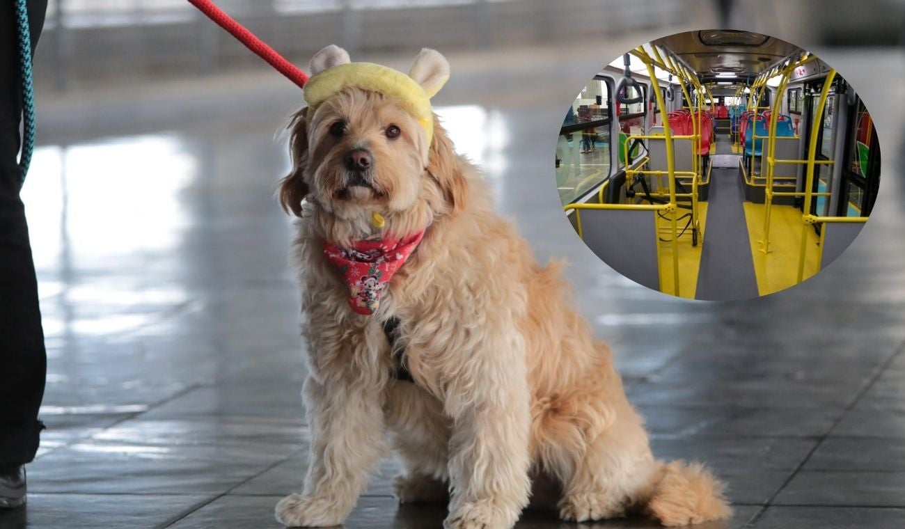 Perritos de TransMilenio con guardaespaldas sellaron nueva medida