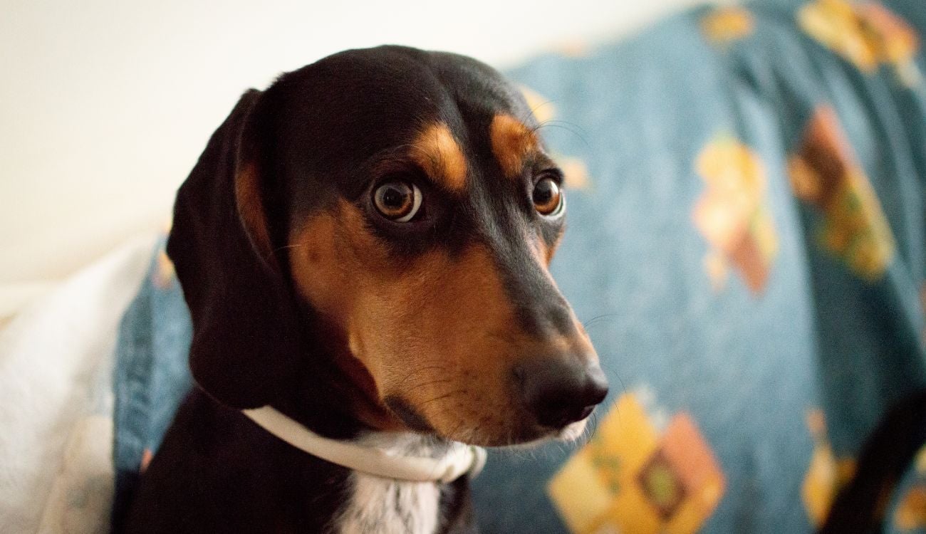 Cuidado con la pólvora en Navidad, su mascota podría sufrir un infarto