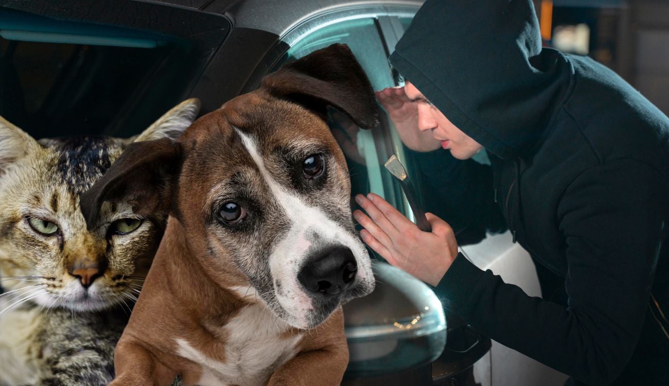 Fundación animal denuncia robo de camioneta en Teusaquillo, Bogotá