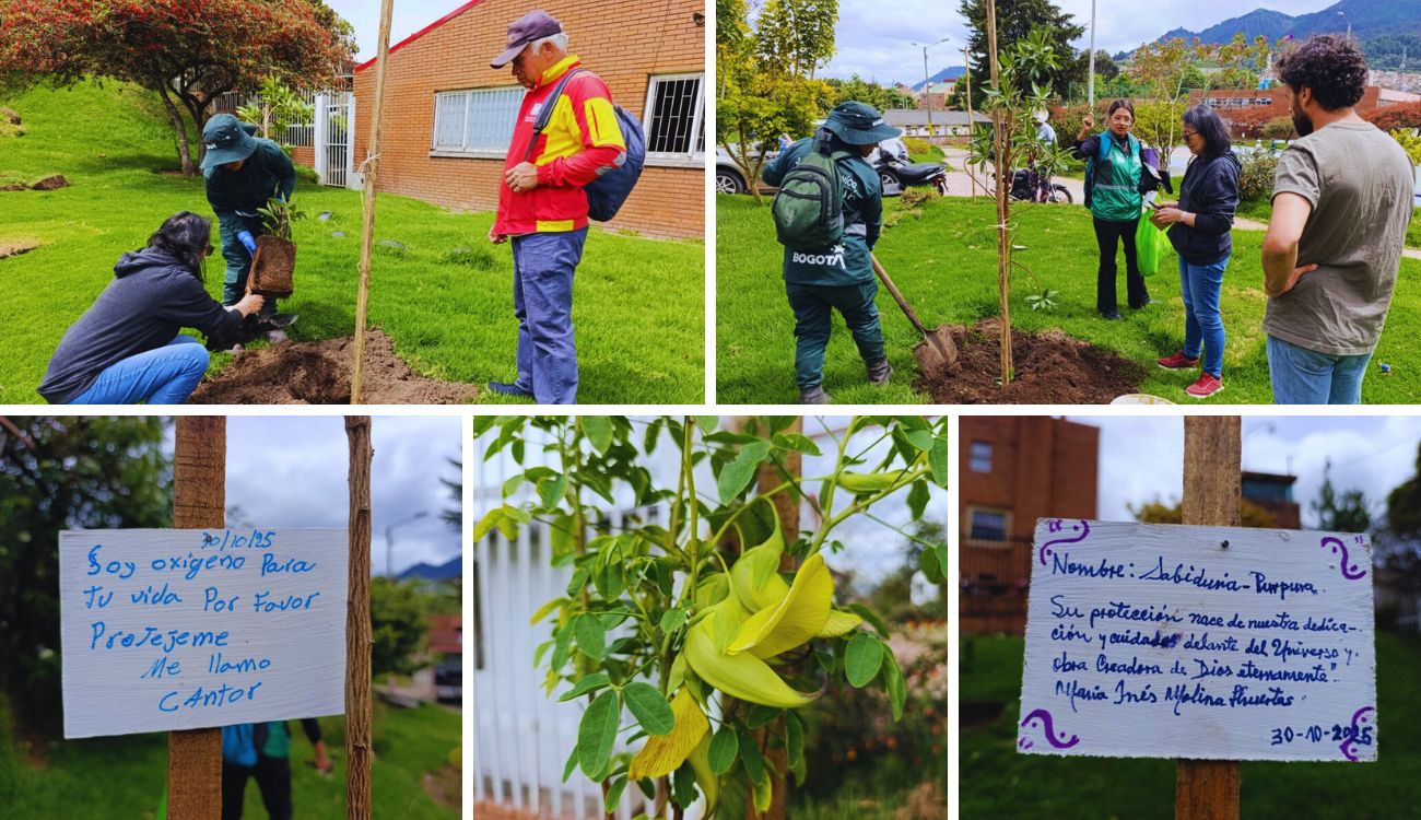 Más verde en San Cristóbal: Parque San Blas estrena árboles y flores