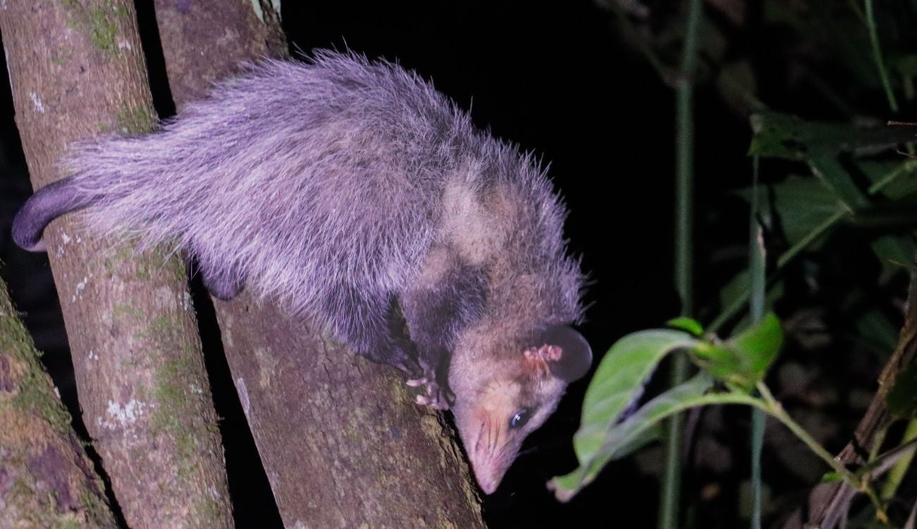 CAR libera 32 animales silvestres en Cundinamarca tras su recuperación