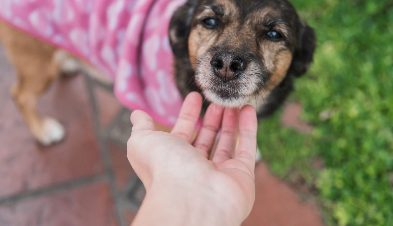 Adopción de mascotas en Bogotá: animales buscan familia para Navidad