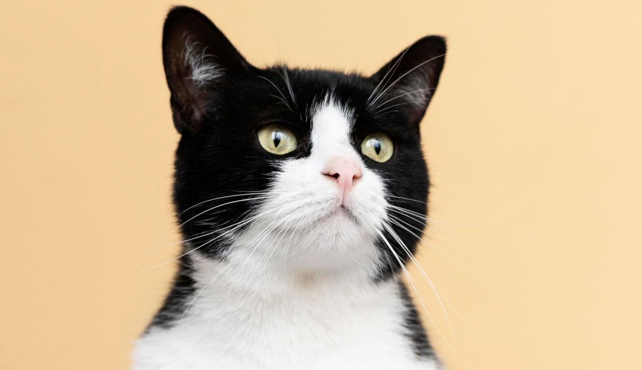 Distrito mueve campaña navideña: animales buscan compañía este diciembre