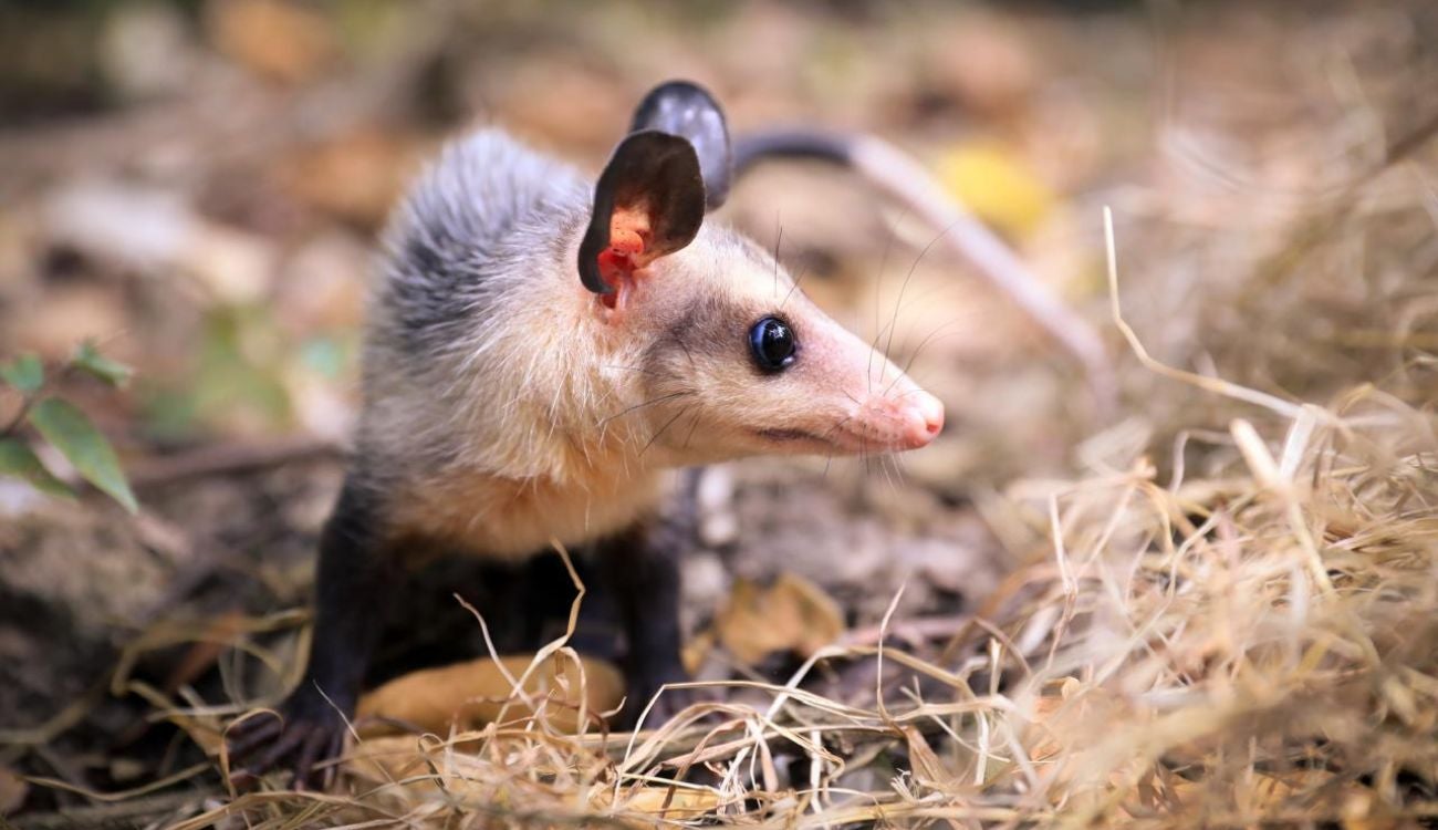 Mamíferos vulnerables al ruido y las luces de pirotecnia
