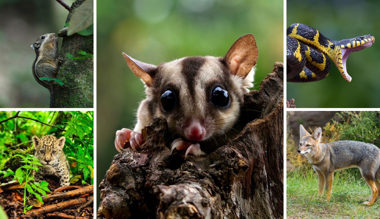 CAR da la cara por los animales: van 220 atropellados en las vías del país